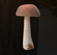 Boletus Mare