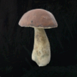 Boletus Mica