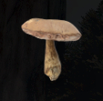 Parasol