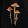 Psylocibe